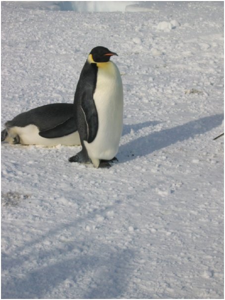 yeah, they're penguins
